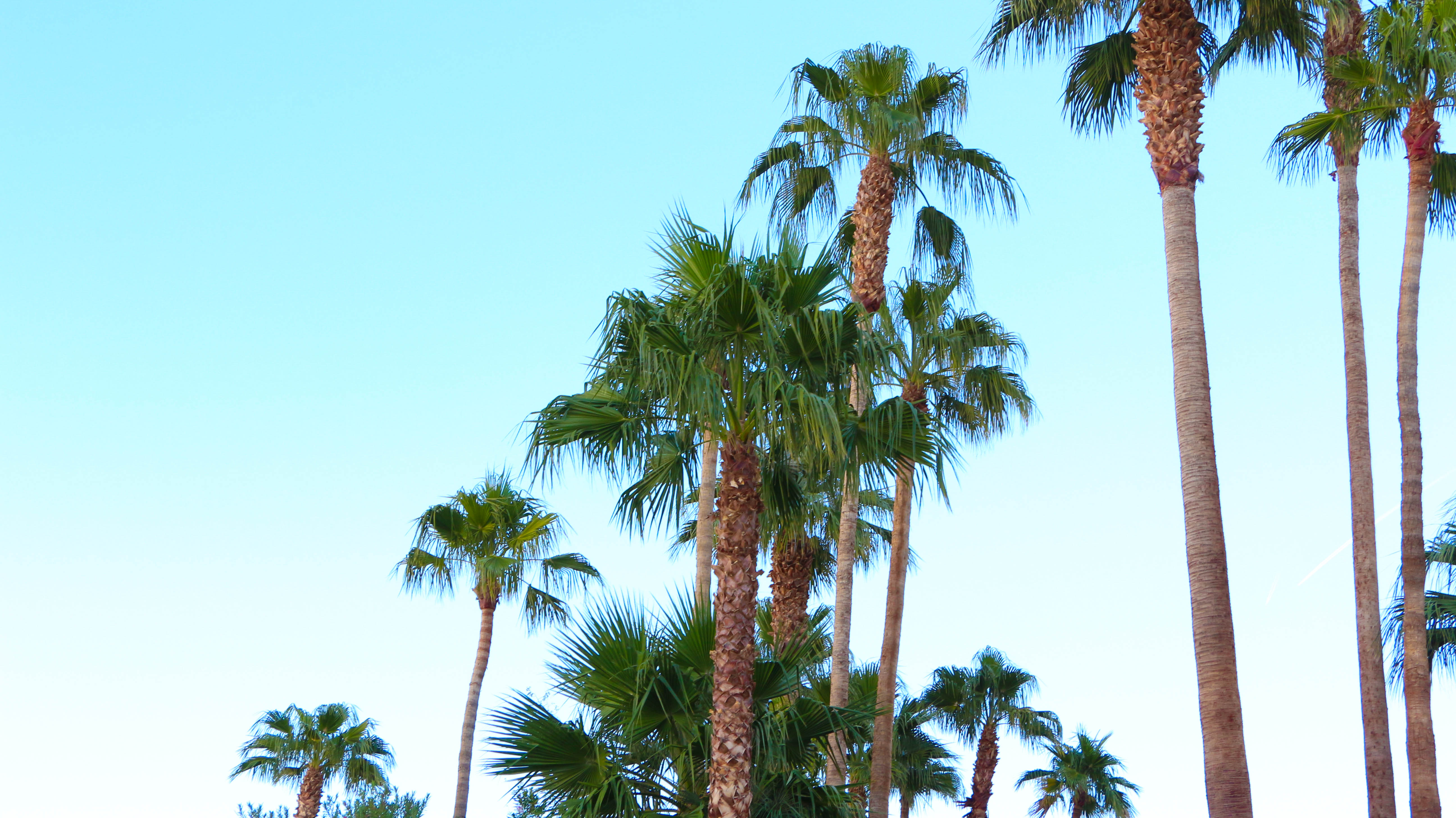  Palm Trees Las Vegas