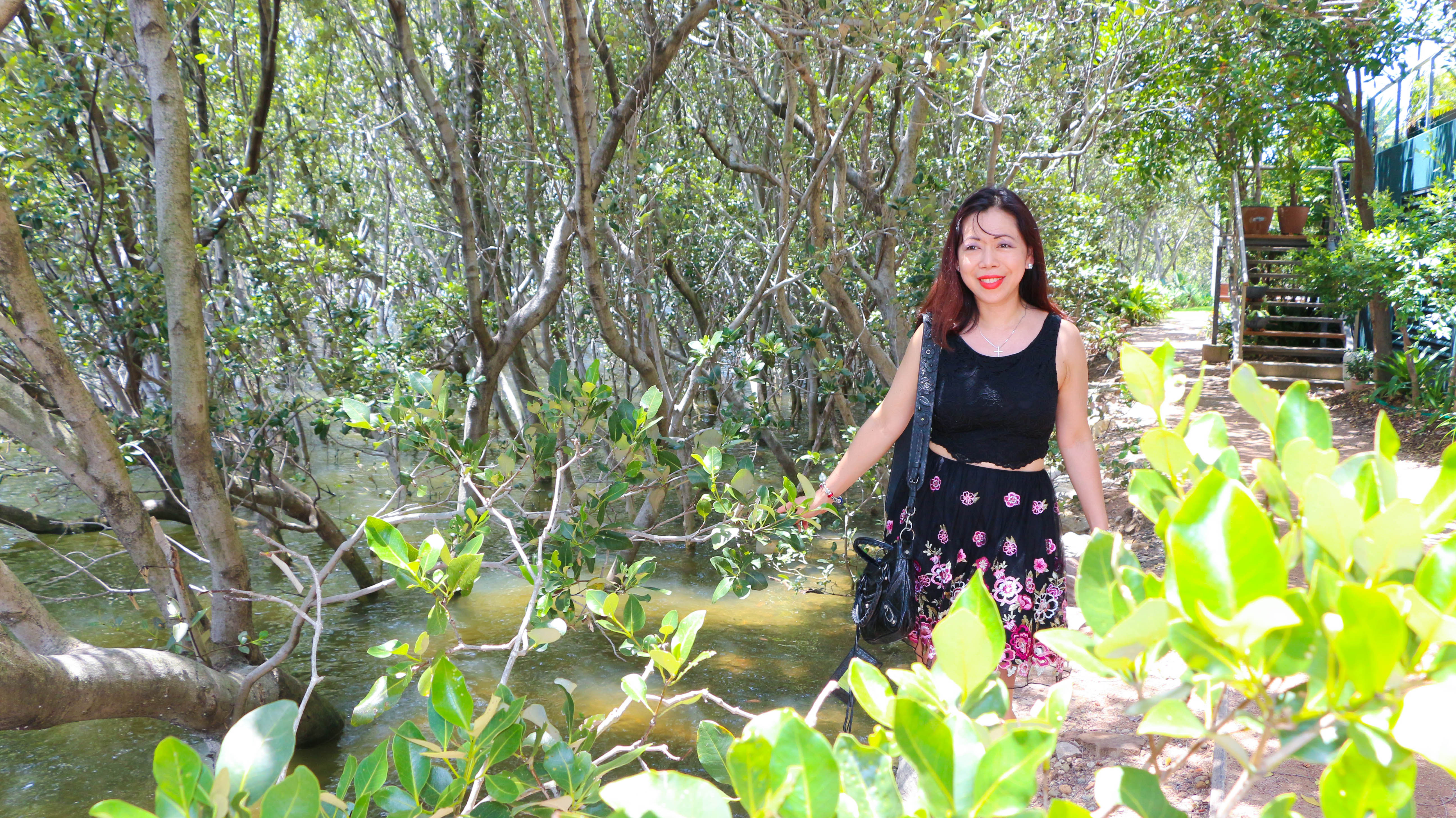 Mangrove exploration
