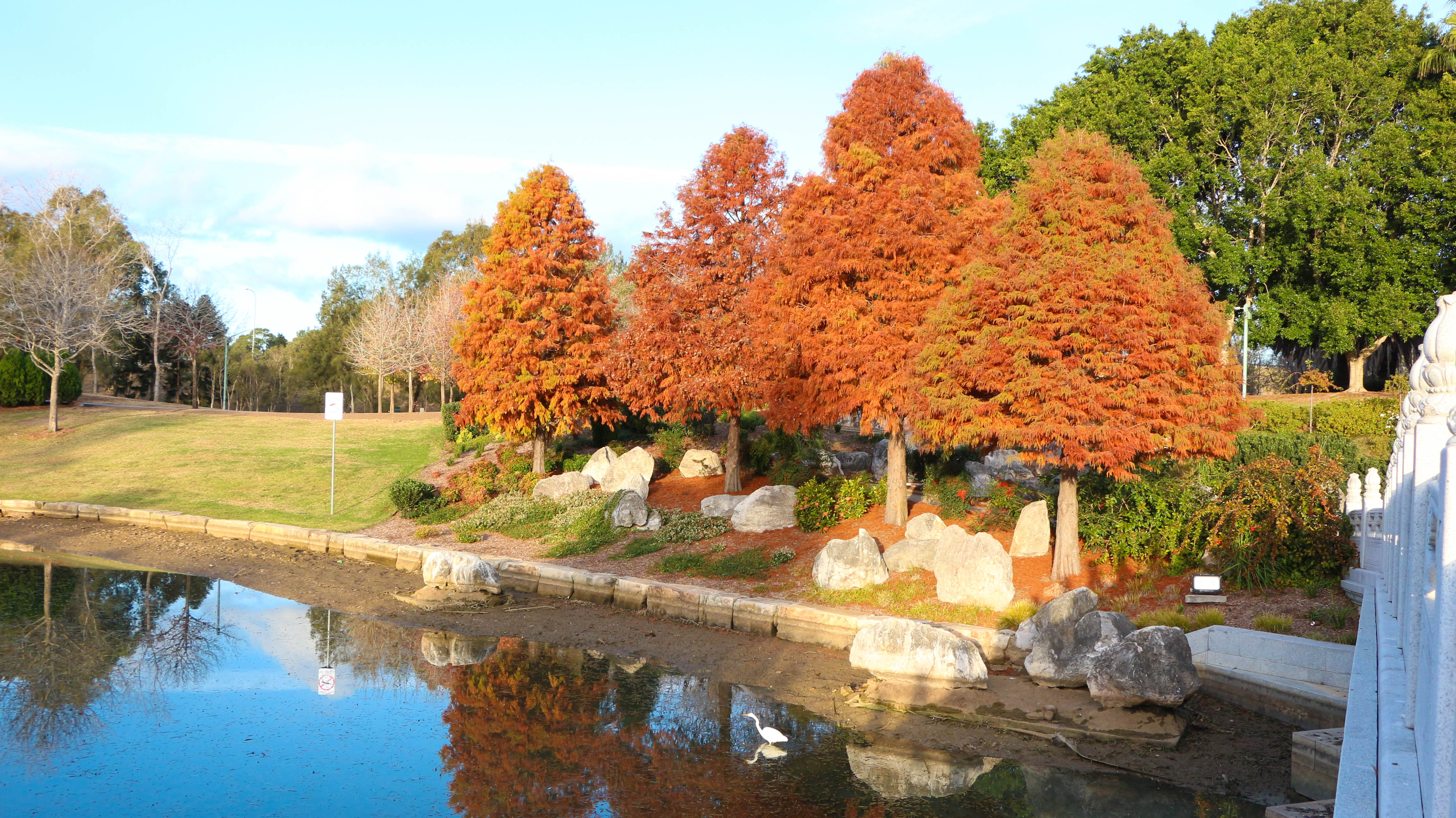 Autumn Trees at Nurragingy Park
