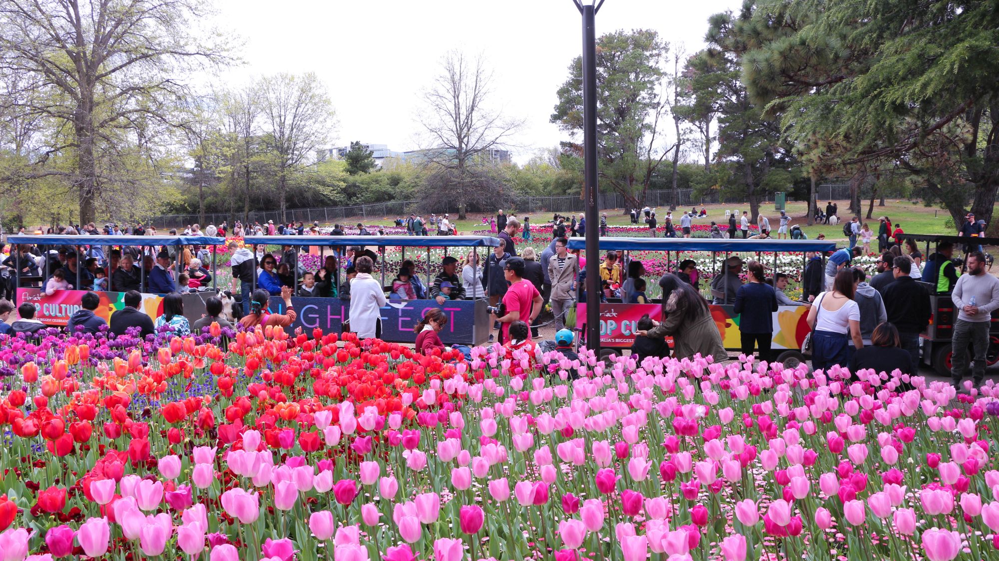 Biggest floral festival in Southern Hemisphere