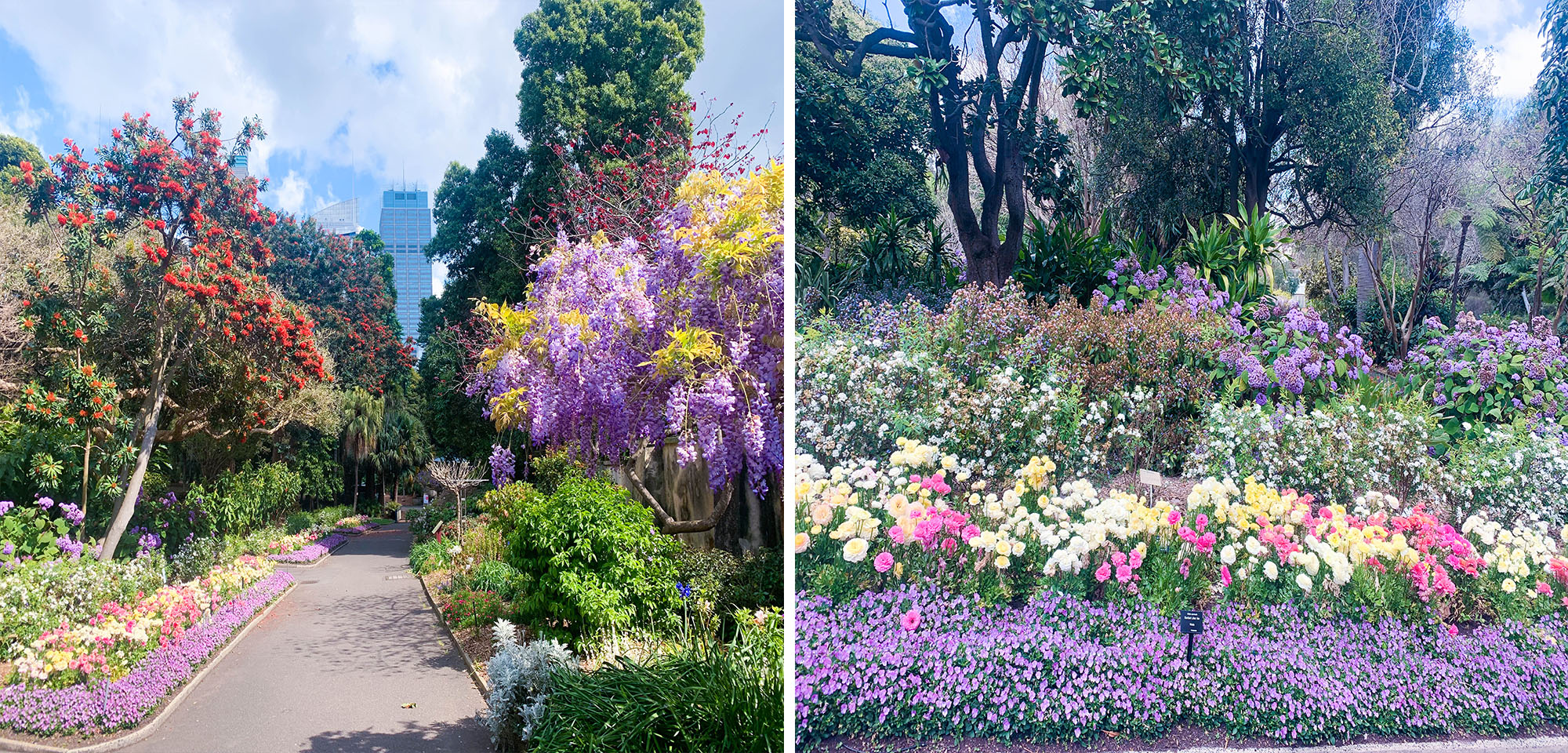 Sydney Royal Botanic Garden review