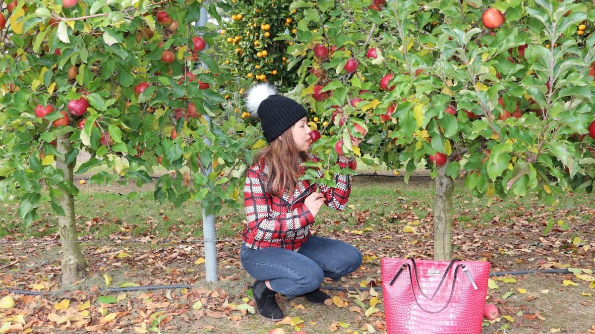 Fruit Picking in the Orchard Busy And Fab