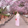 Cherry blossoms blog